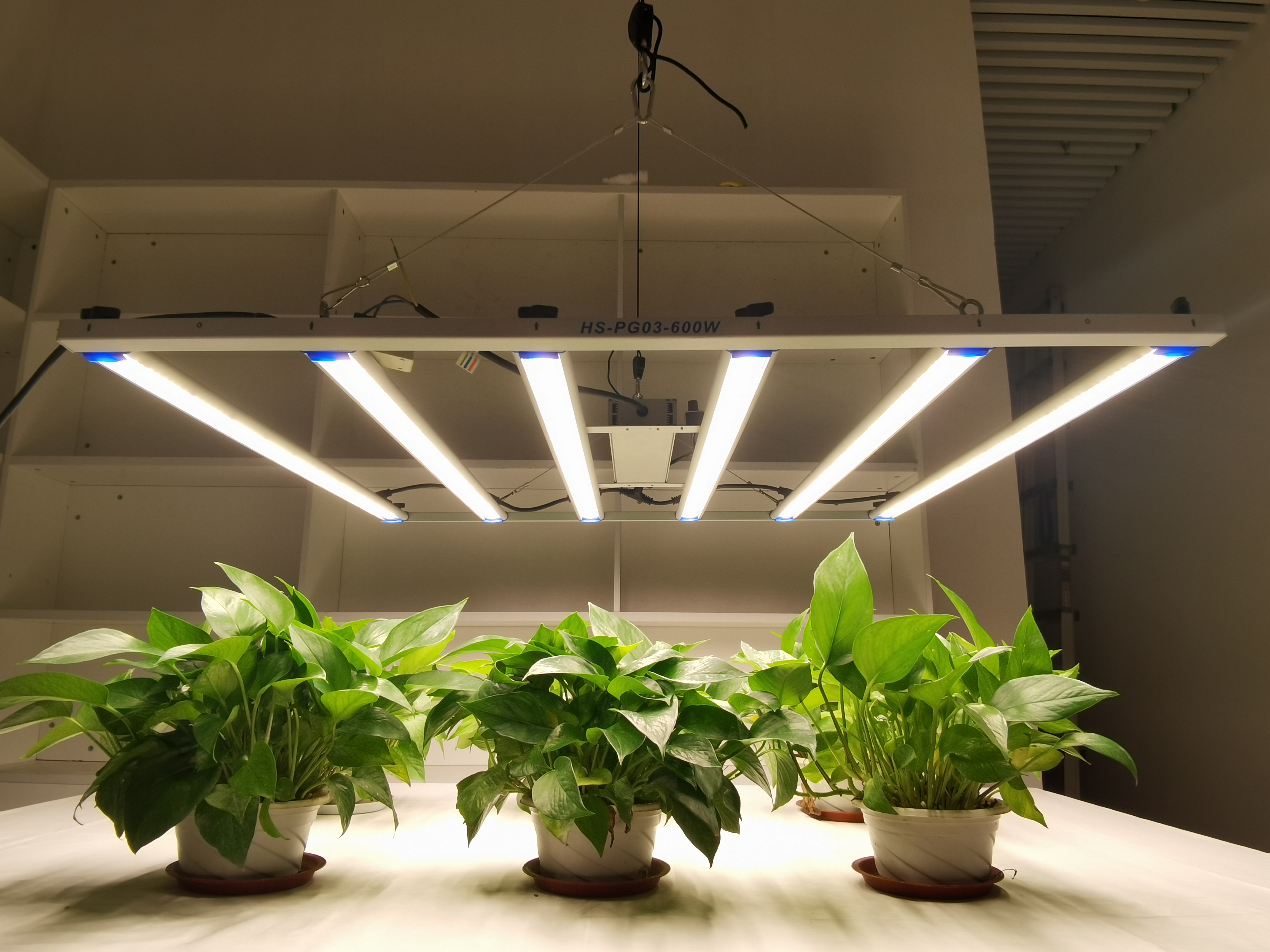 The role of light on plant growth, how grow lights affect plant growth？