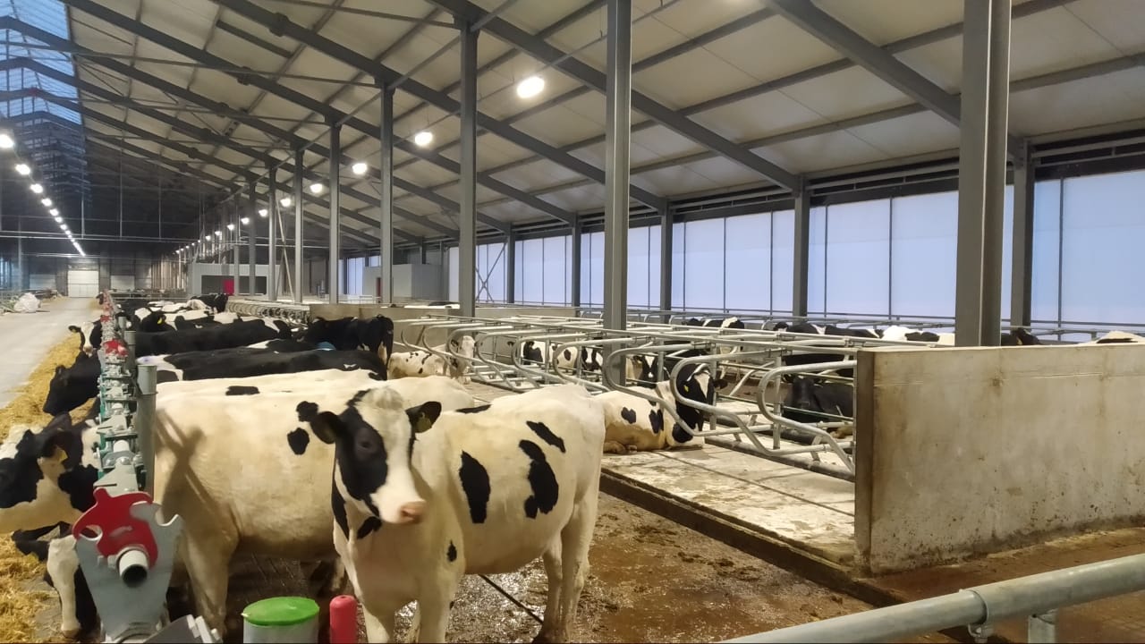 High Bay Lighting that ensures the health and comfort of cows